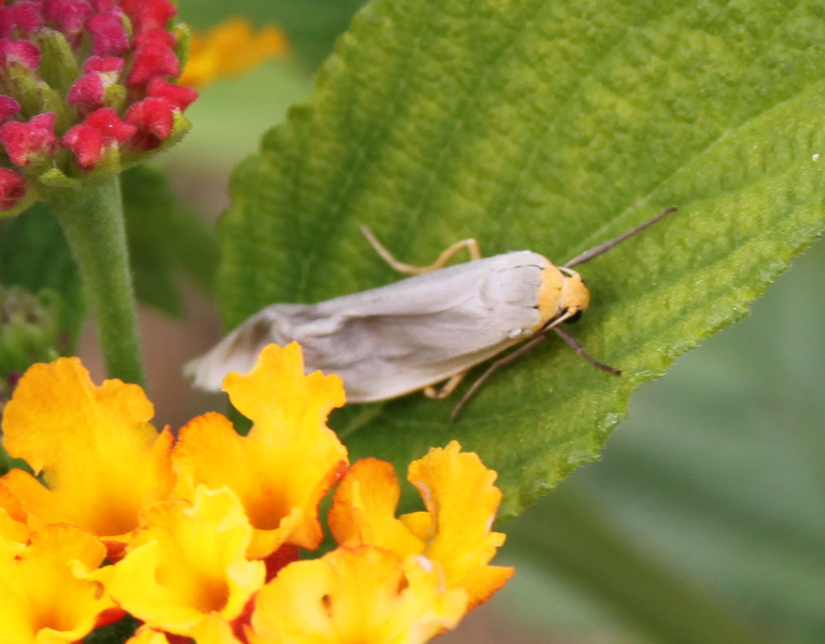 altra falenina